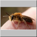 Andrena dorsata - Sandbiene m01.jpg